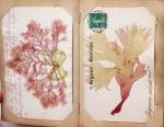 CPA: 2 classeurs de CPA fantaisie et illustrateurs,