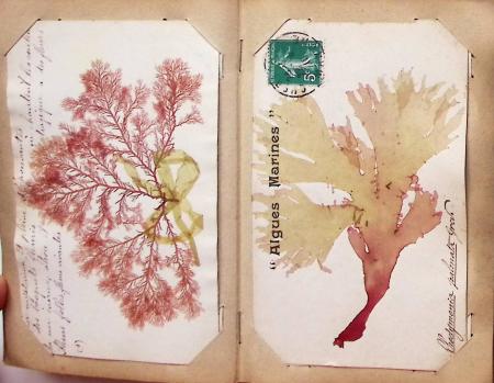 CPA: 2 classeurs de CPA fantaisie et illustrateurs,