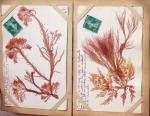 CPA: 2 classeurs de CPA fantaisie et illustrateurs,