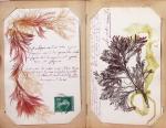 CPA: 2 classeurs de CPA fantaisie et illustrateurs,