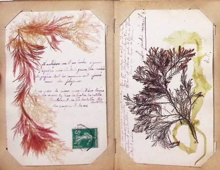 CPA: 2 classeurs de CPA fantaisie et illustrateurs,