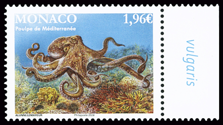 N°3443 Poulpe de méditerranée, Octopus Vulgaris, avec