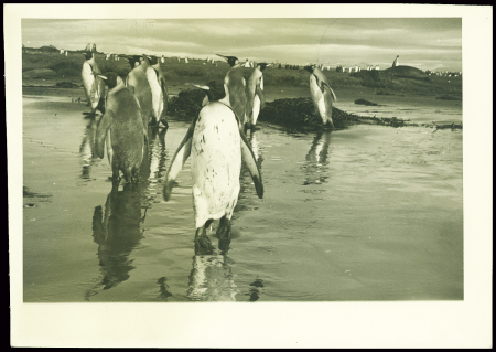 TAAF n°13 + 16 obl Terre Adélie (2.1.1960) sur car